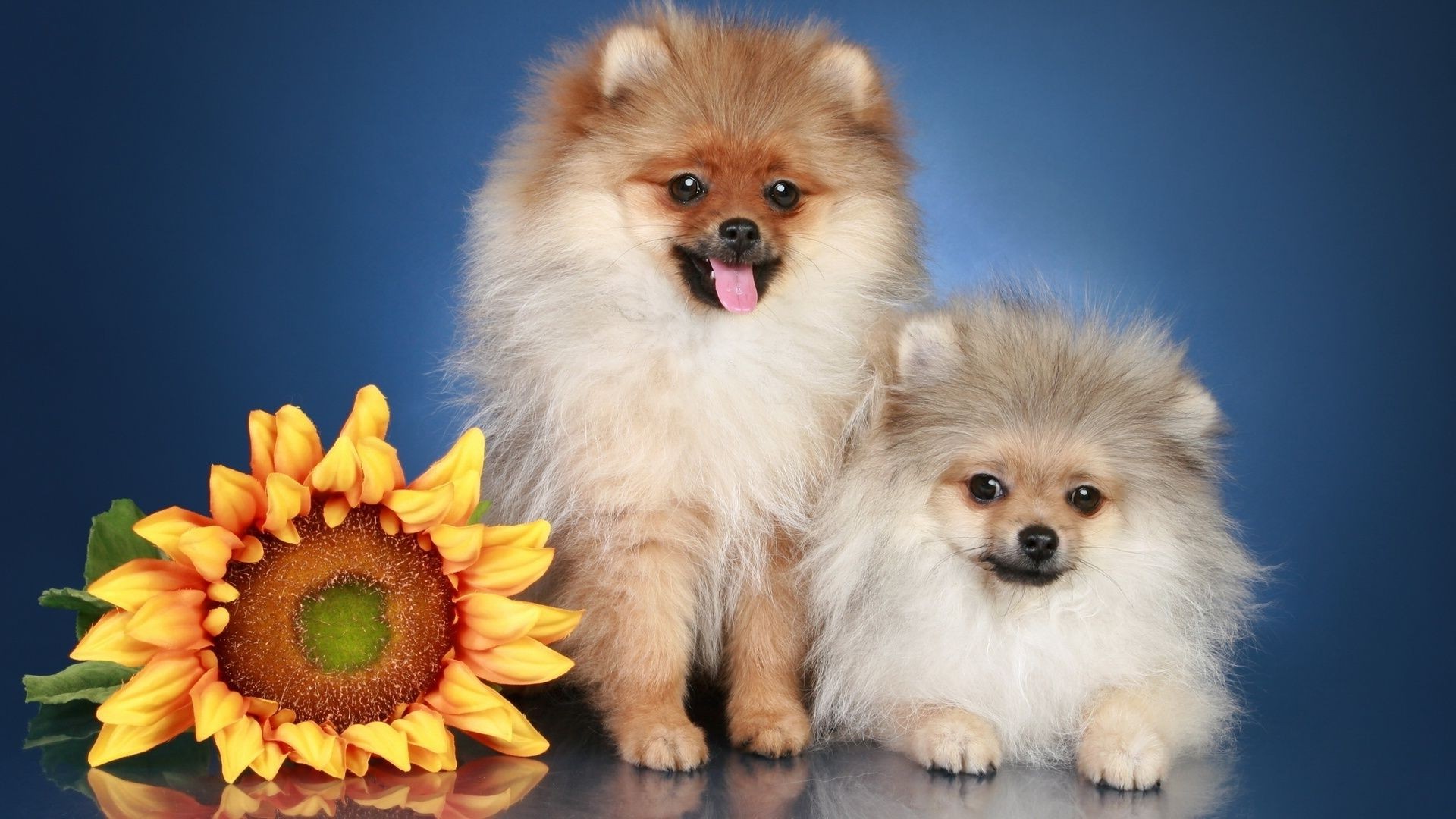 chiens mammifère mignon