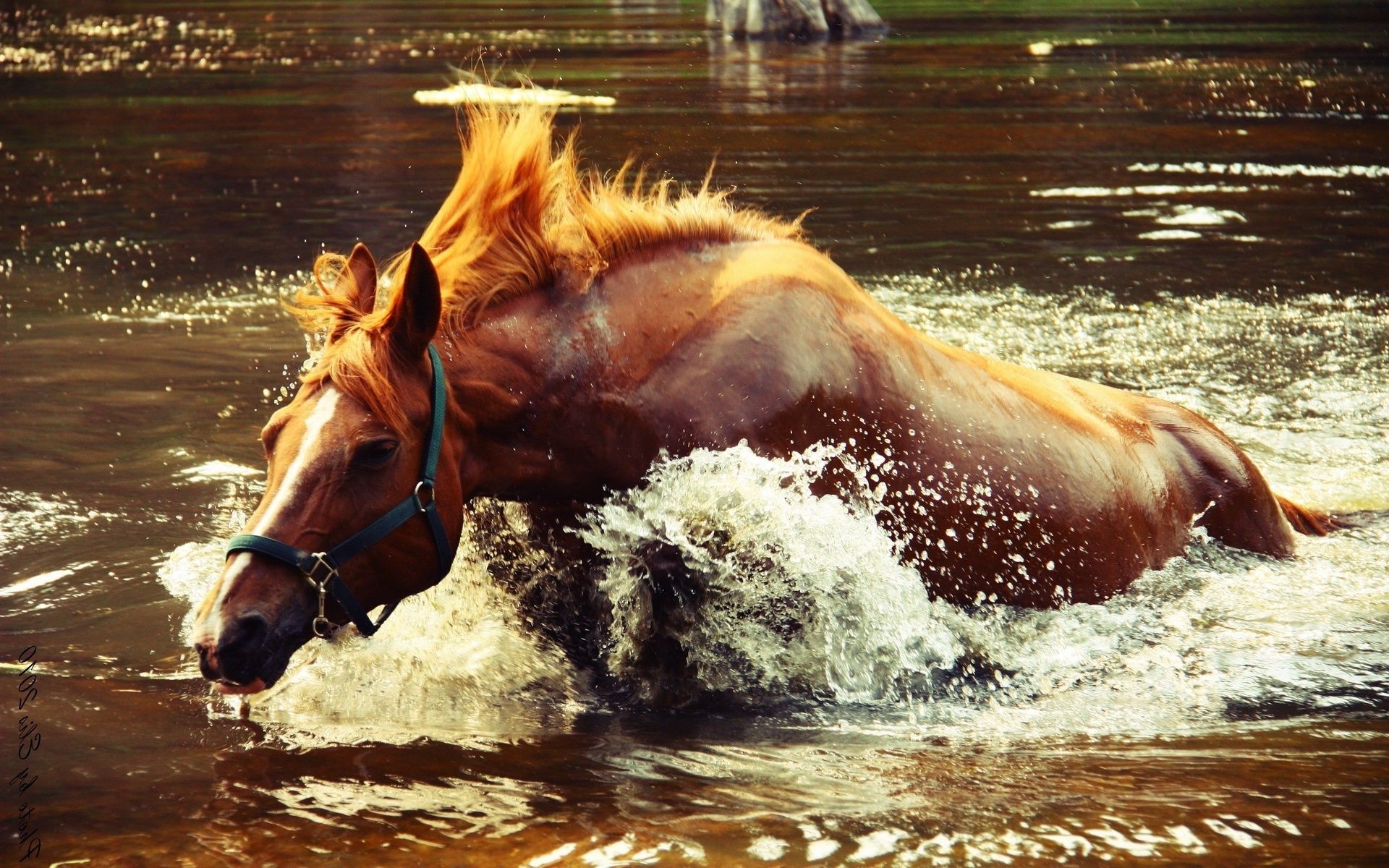 cavalli acqua veloce cavallo azione mammifero movimento correre allevamento di cavalli mare corsa cavalleria all aperto singolo natura equestre animale estate