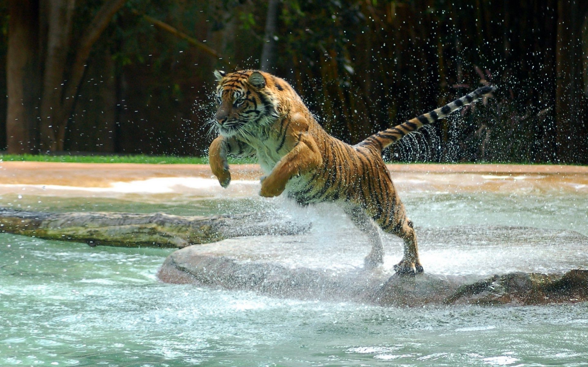 tigres água vida selvagem selvagem natureza mamífero animal grande predador perigo tigre jardim zoológico gato selva ao ar livre caçador