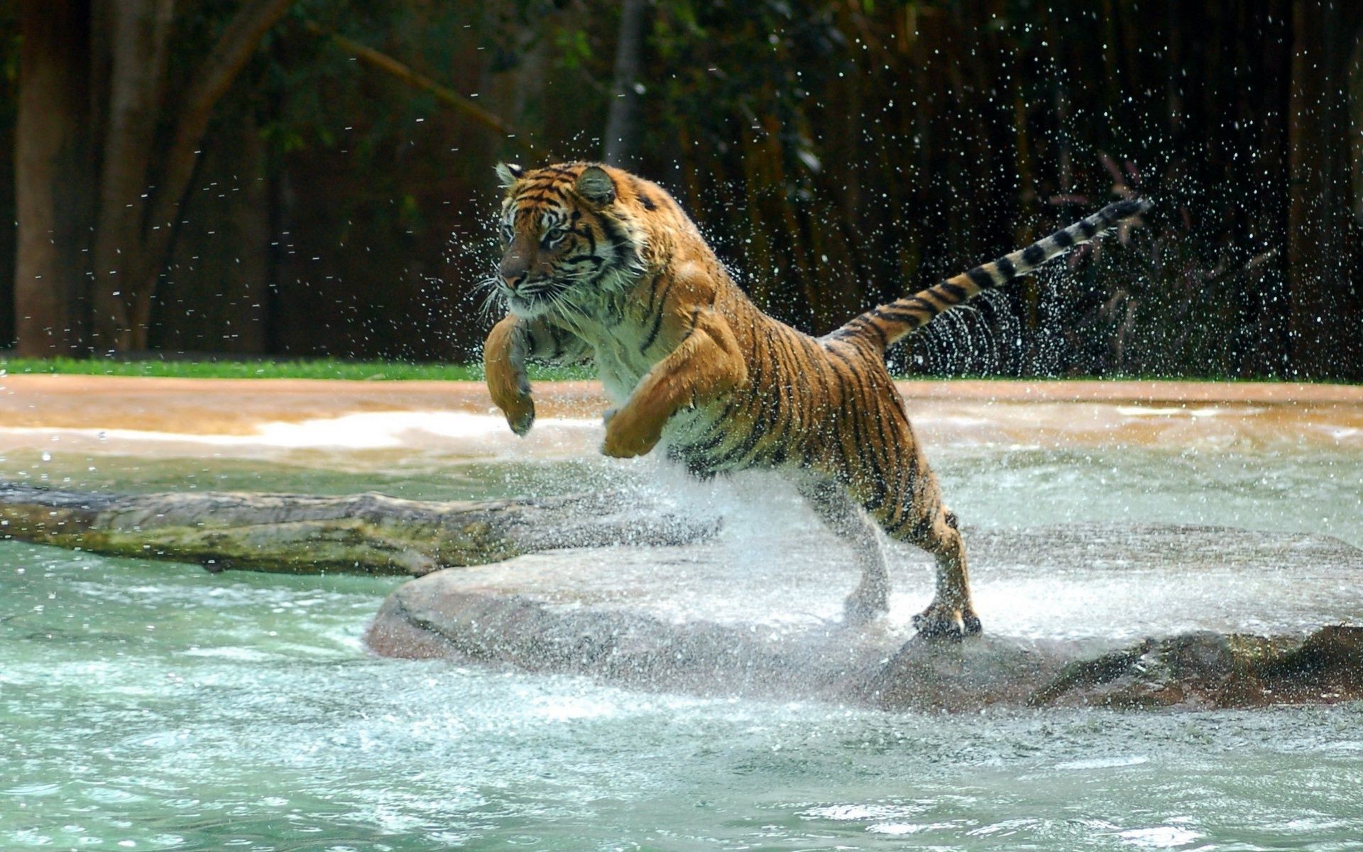 tigers water wildlife wild nature mammal animal big predator danger tiger zoo cat jungle outdoors hunter