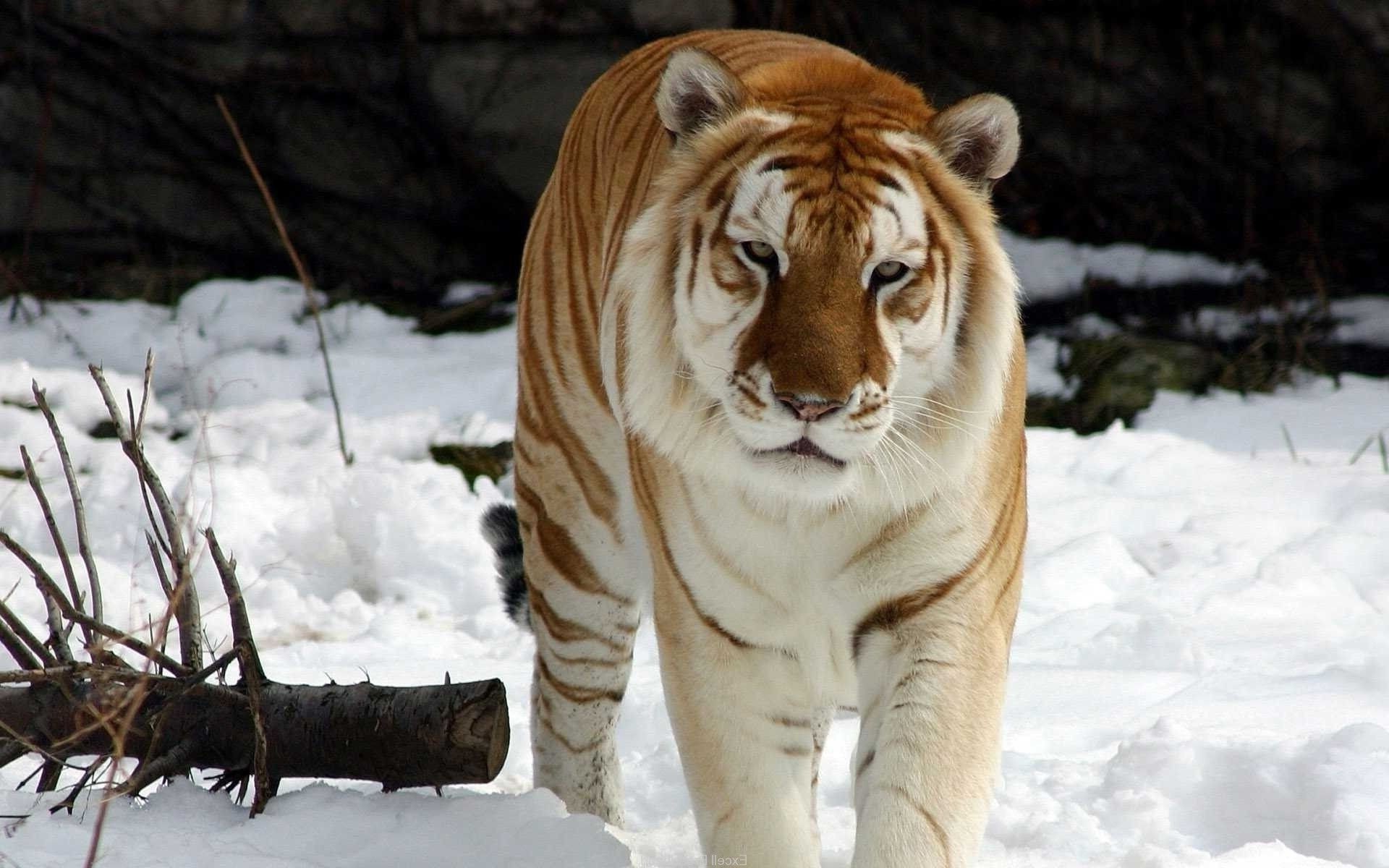 tigers snow winter mammal wildlife nature wild cat predator animal danger tiger hunter big