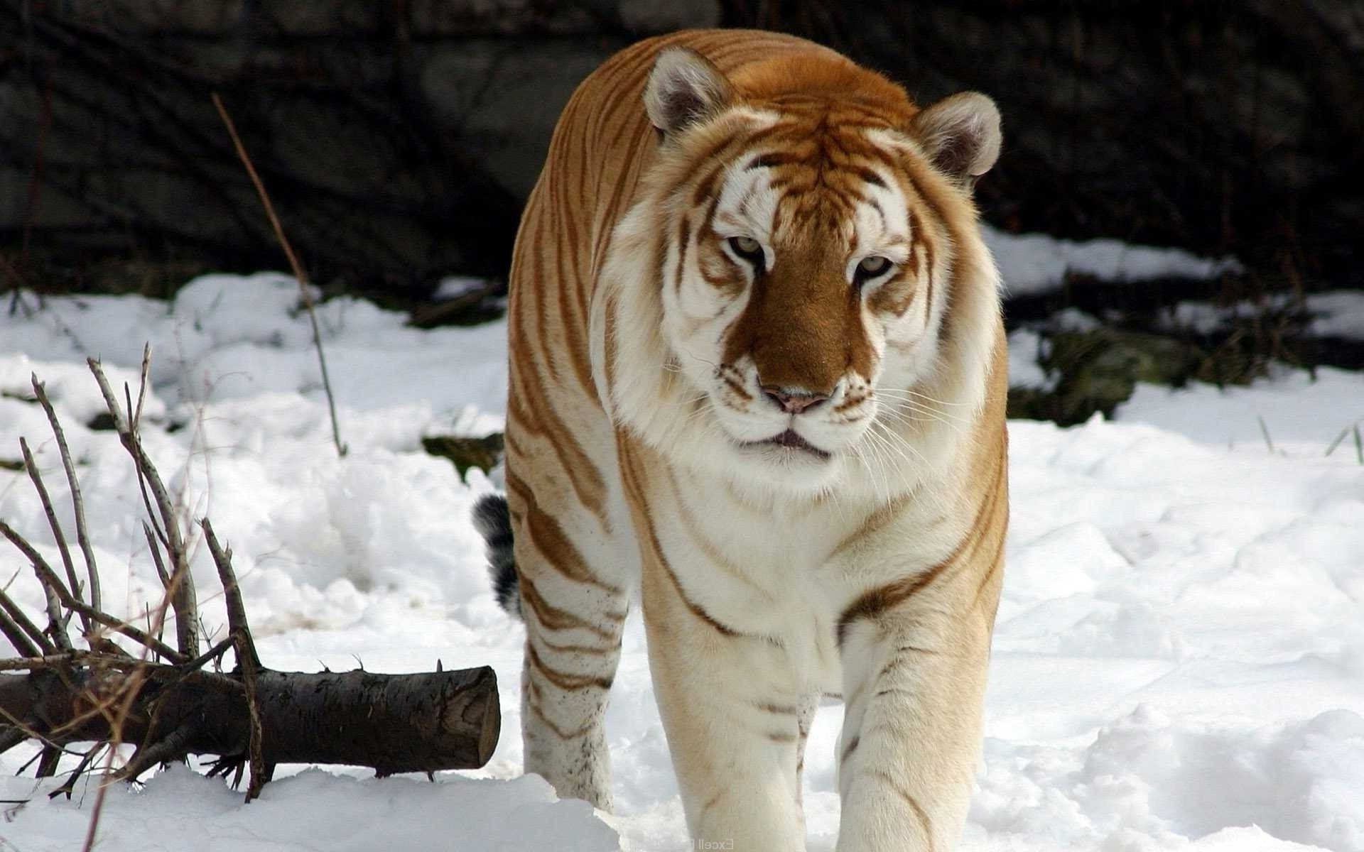 tigres nieve invierno mamífero vida silvestre naturaleza salvaje gato depredador animal peligro tigre cazador grande