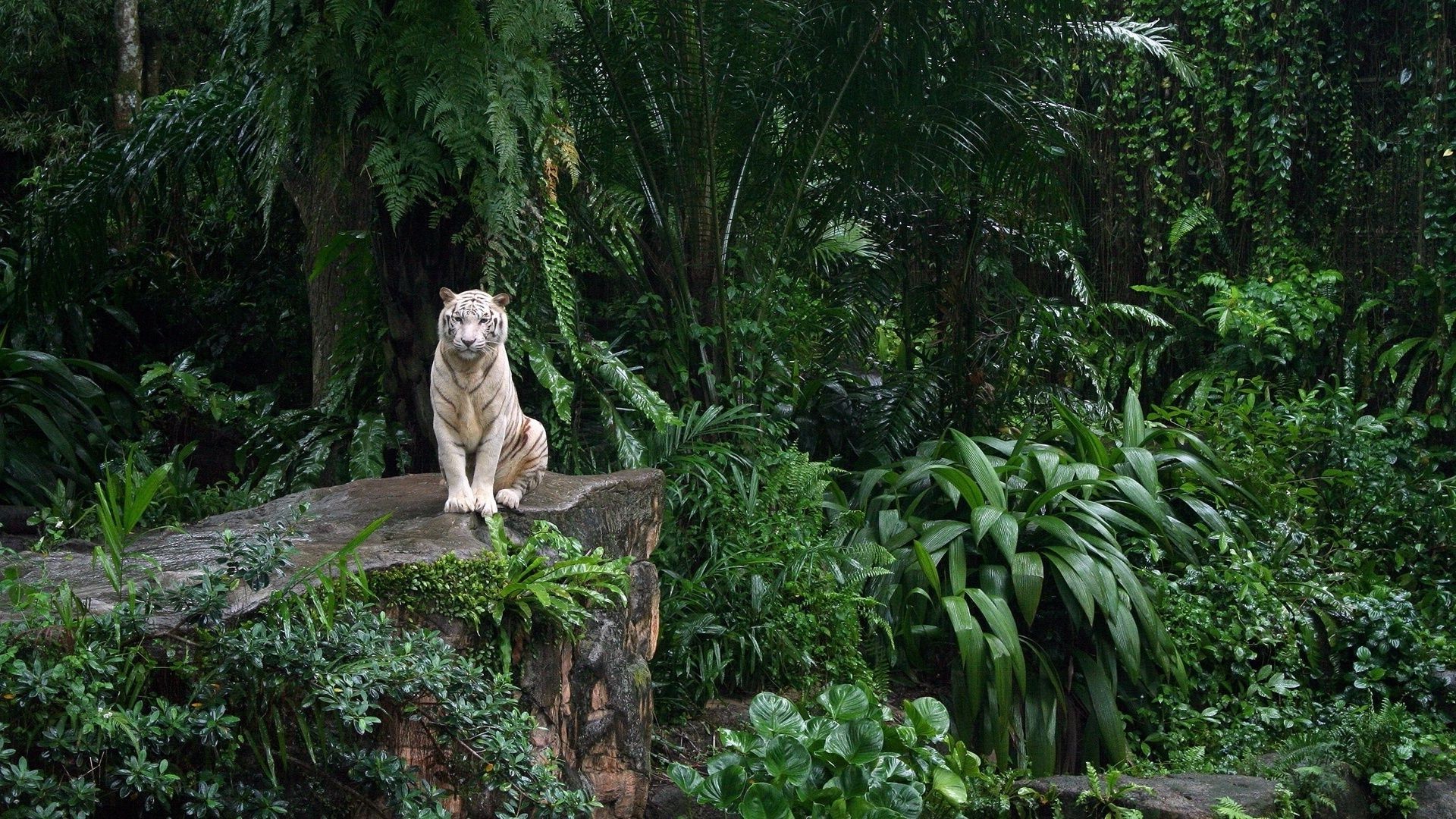 tigres nature arbre mammifère en plein air bois forêt tropicale jungle parc la faune