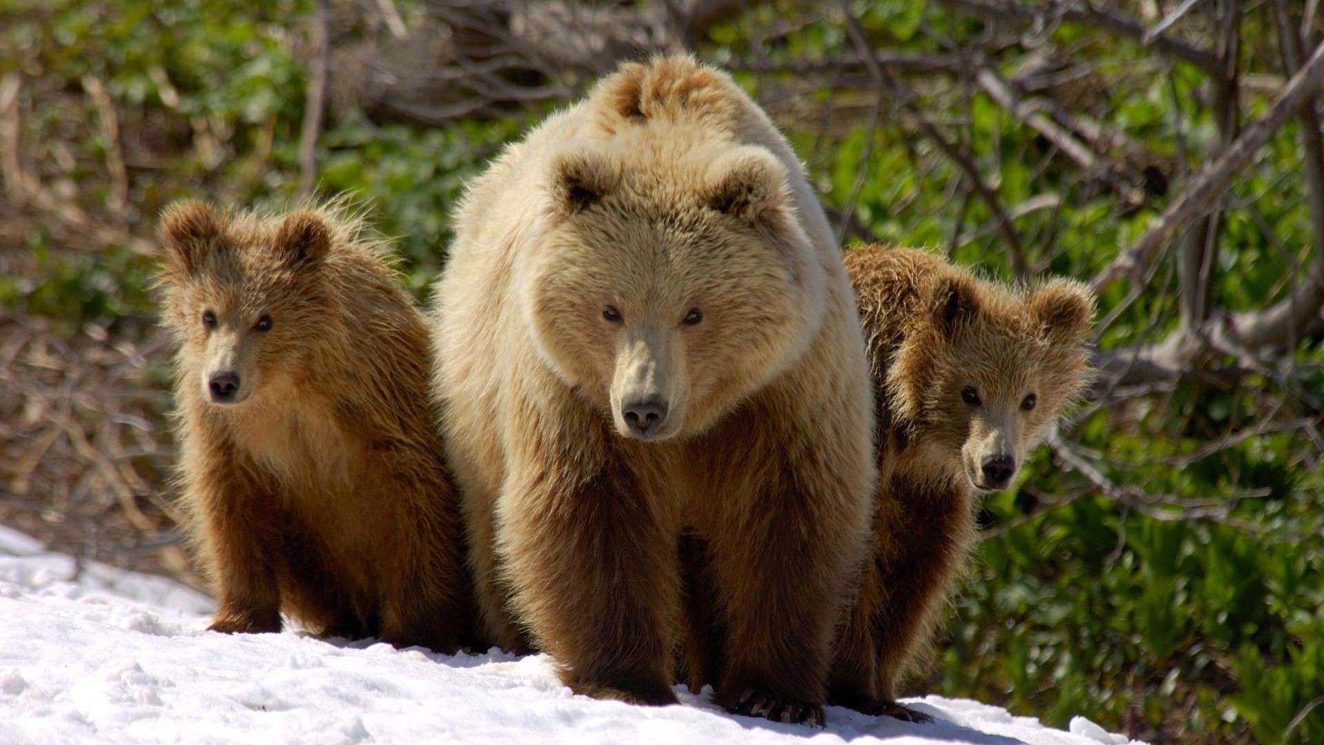 bears wildlife mammal nature animal wild outdoors fur predator carnivore zoo wood