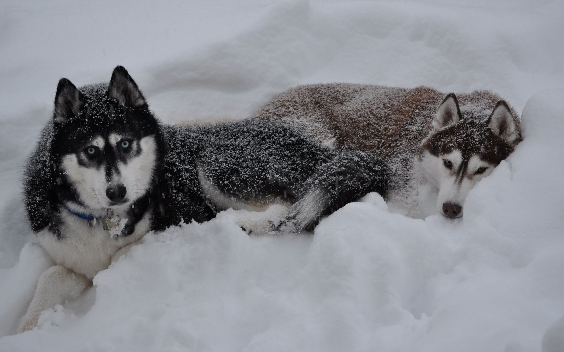 dogs snow winter frosty mammal wolf canine cold dog sledge portrait lapland polar animal one ice fur cute wildlife eskimo