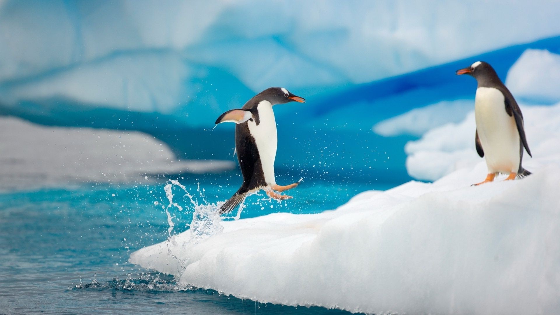 animaux oiseau faune natation eau mer animal océan nature givré