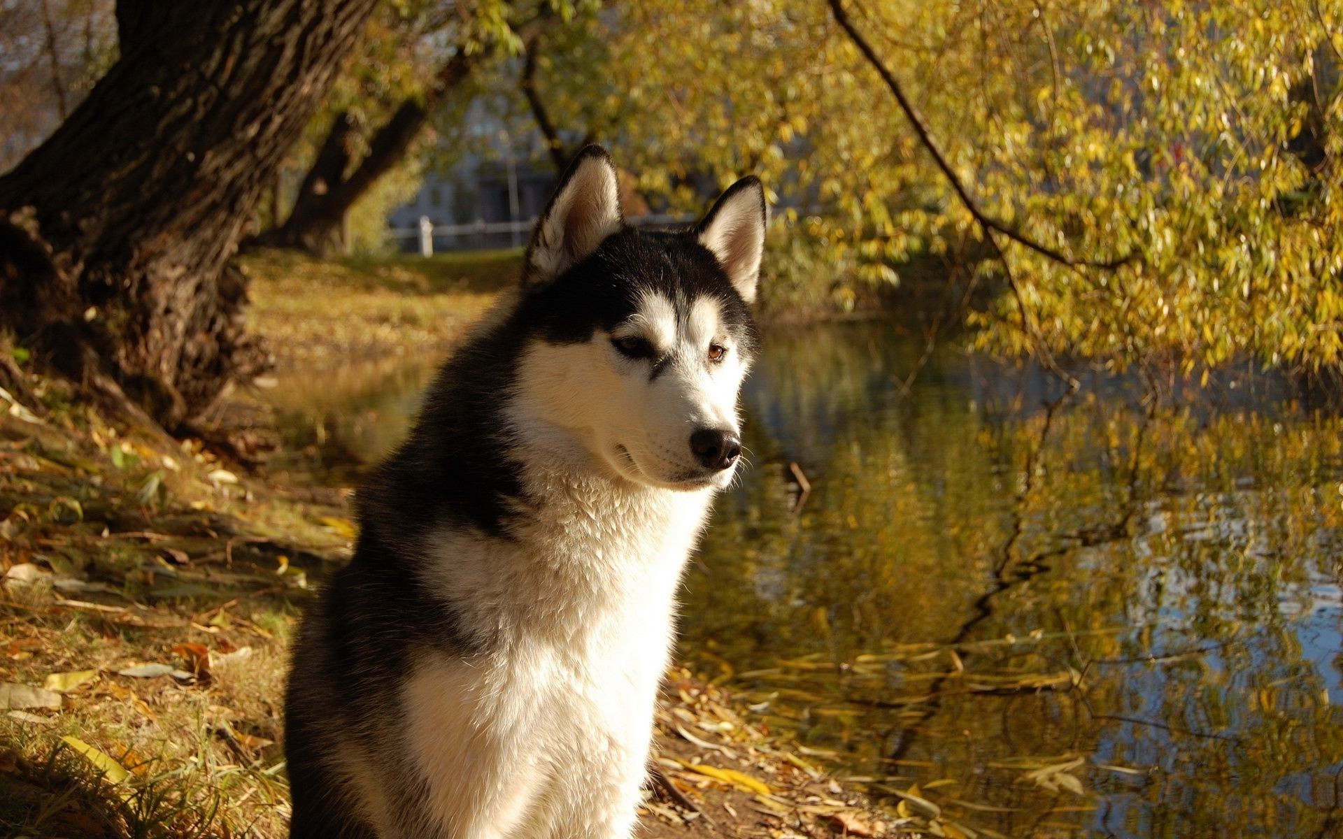 dogs mammal nature outdoors frosty canine animal portrait wildlife dog one