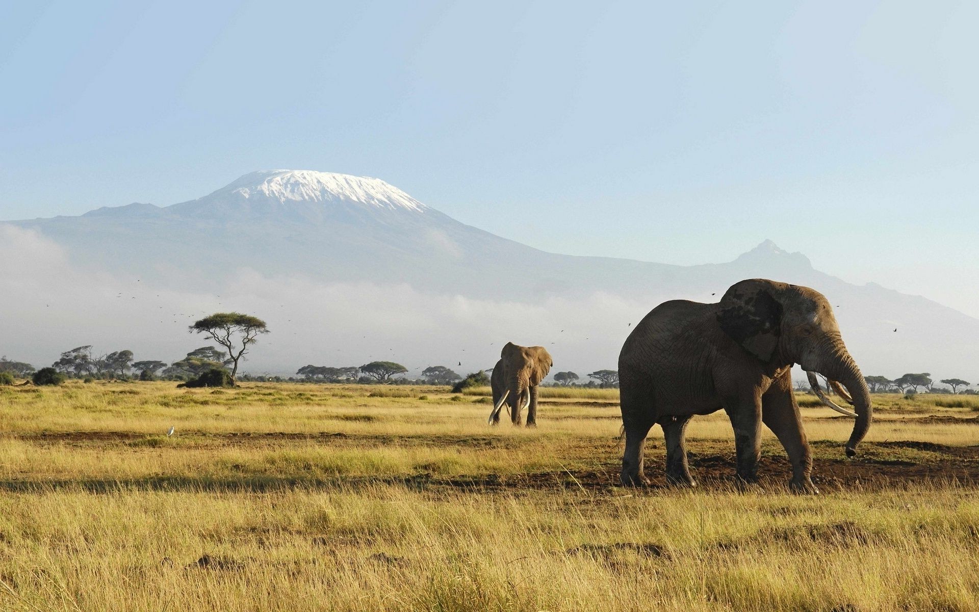 elefanti mammifero pascolo paesaggio fauna selvatica viaggi all aperto erba natura elefante cielo animale safari