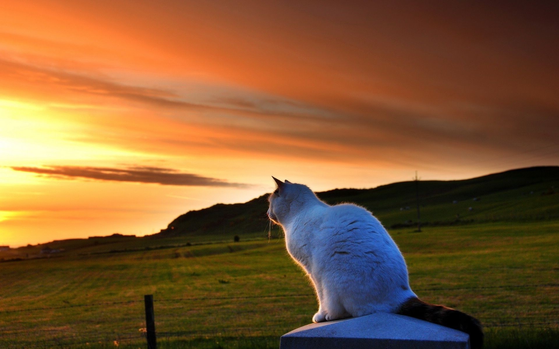 chats coucher de soleil à l extérieur aube soleil ciel herbe nature paysage crépuscule