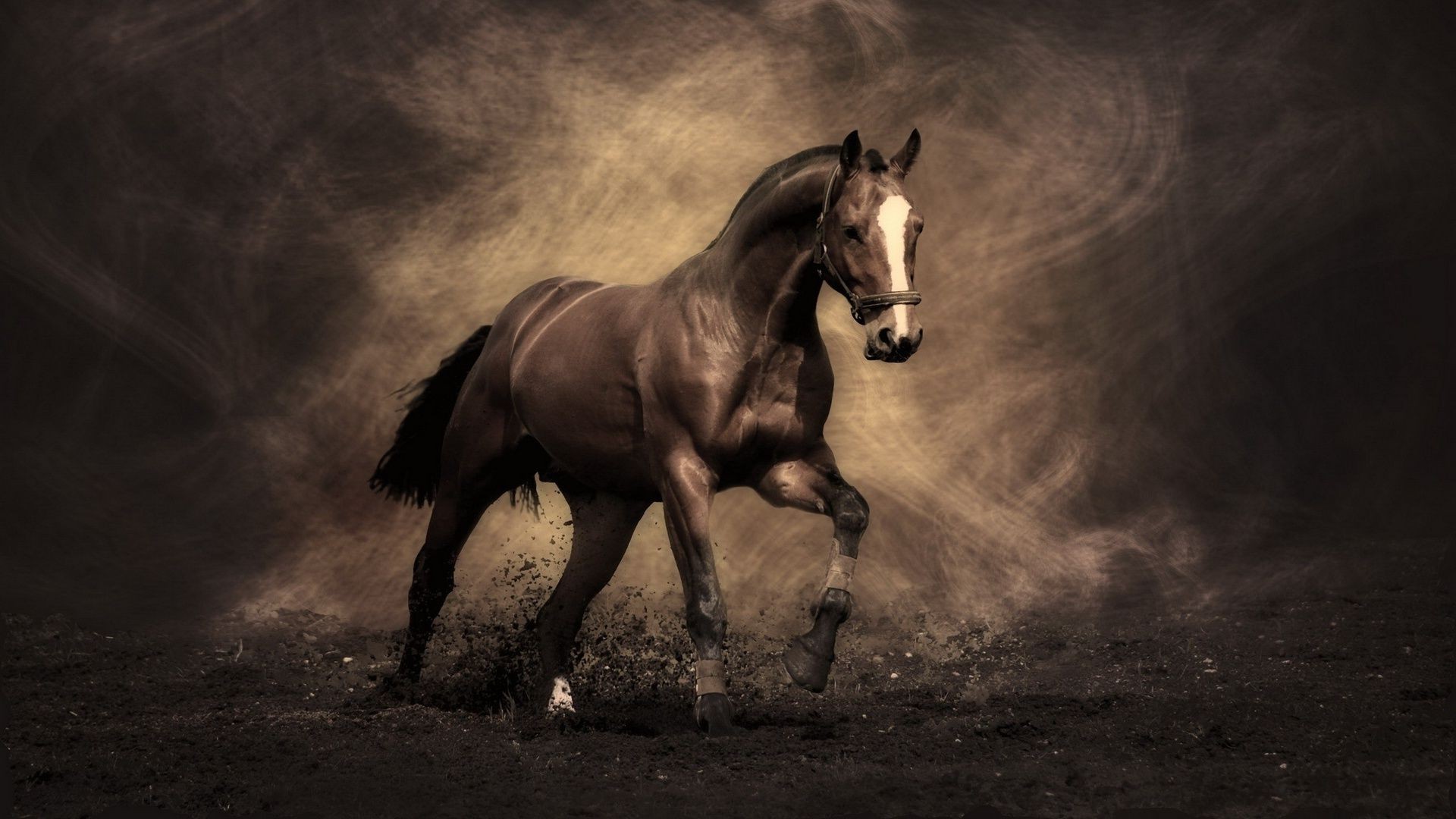 horses cavalry mare horse mammal monochrome sitting equine stallion