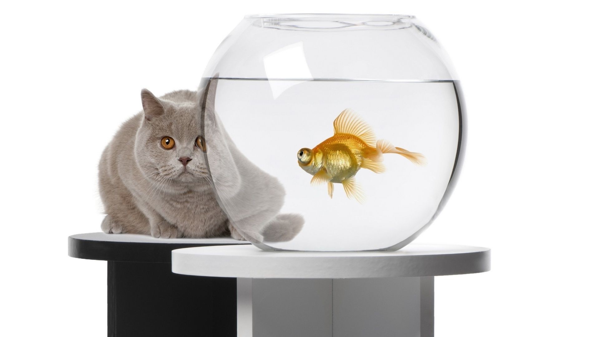 animals goldfish pet isolated fishbowl domestic cute animal looking little young desktop one cat funny studio nature