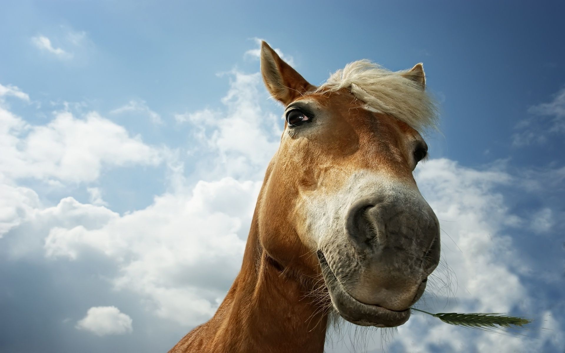 cavalos mamífero animal cavalaria retrato céu fazenda natureza cabeça mare mane pasto grama gado