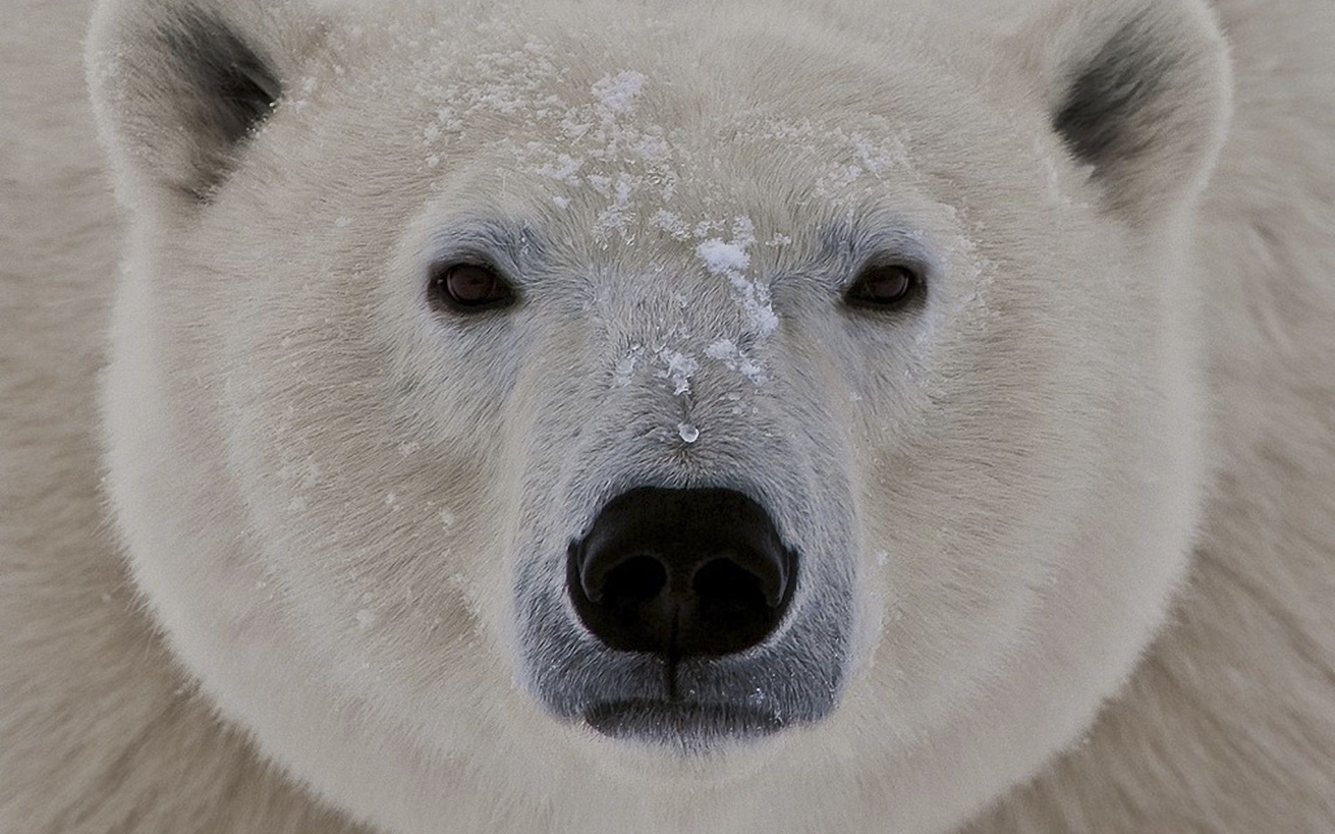 bears mammal frosty snow winter animal nature cold wildlife portrait one polar fur outdoors cute