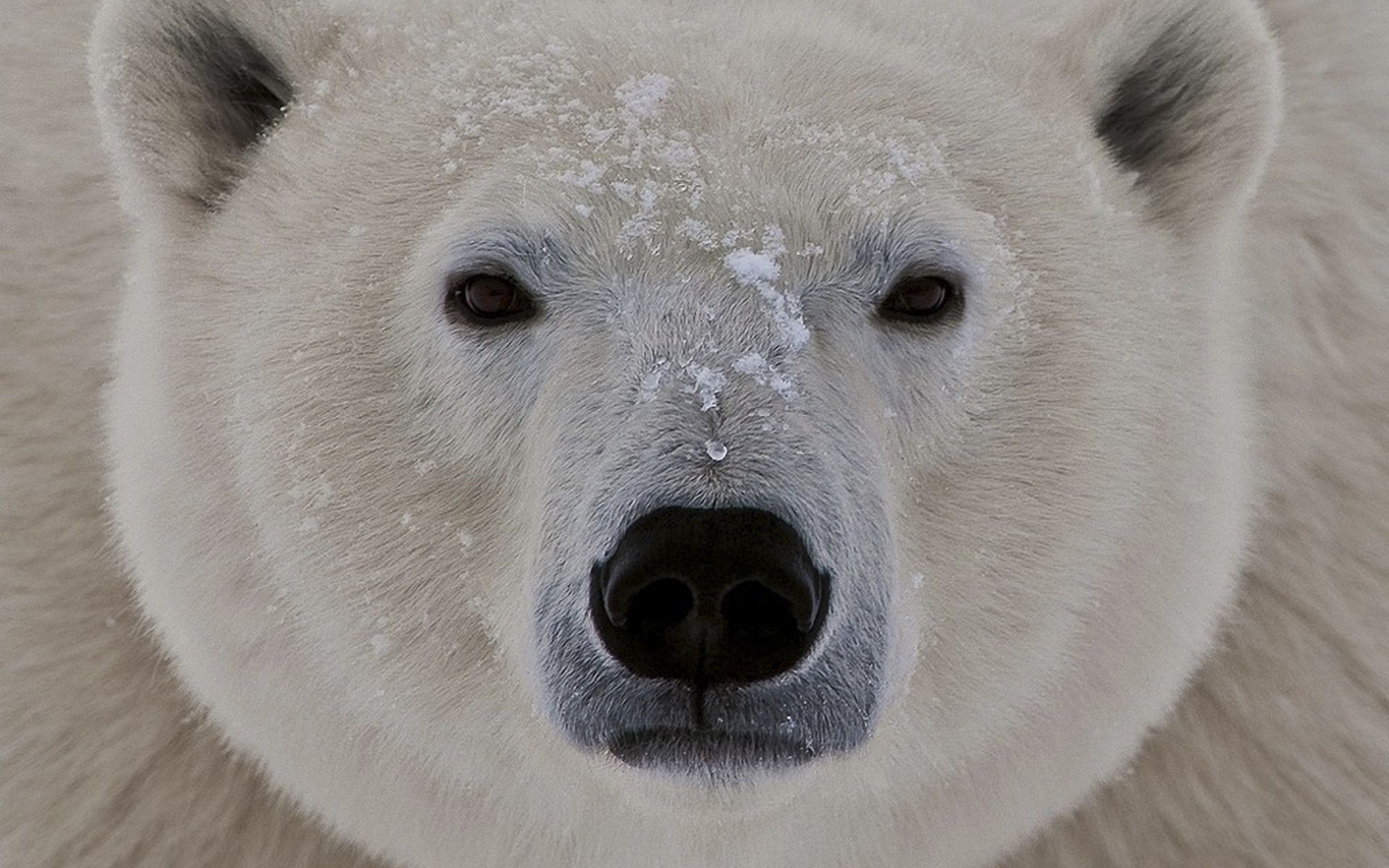 The muzzle of the polar bear closeup - Phone wallpapers