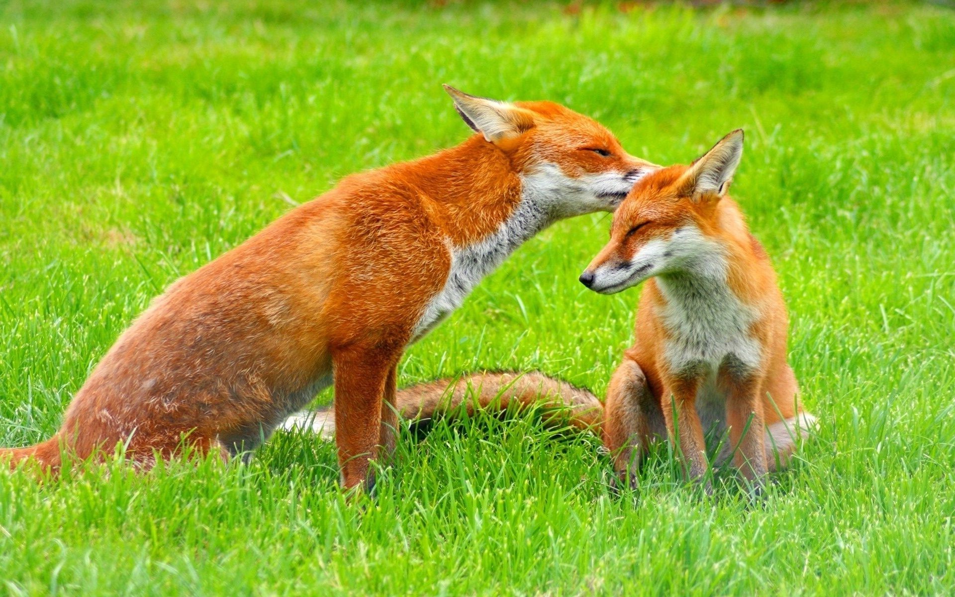 lisy ssak trawa zwierzę słodkie sianokosy natura futro dzika dziki młody pole dziecko mało