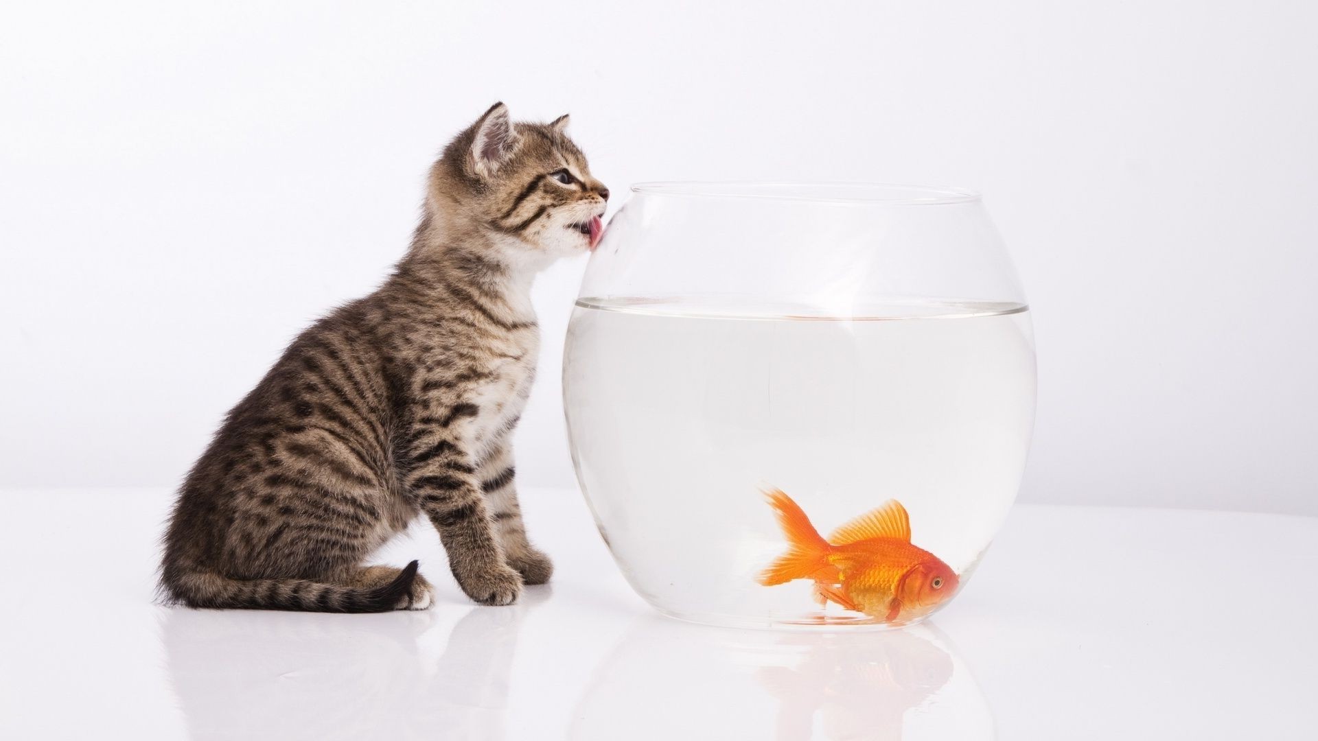 природа аквариум рыбы кот скачать