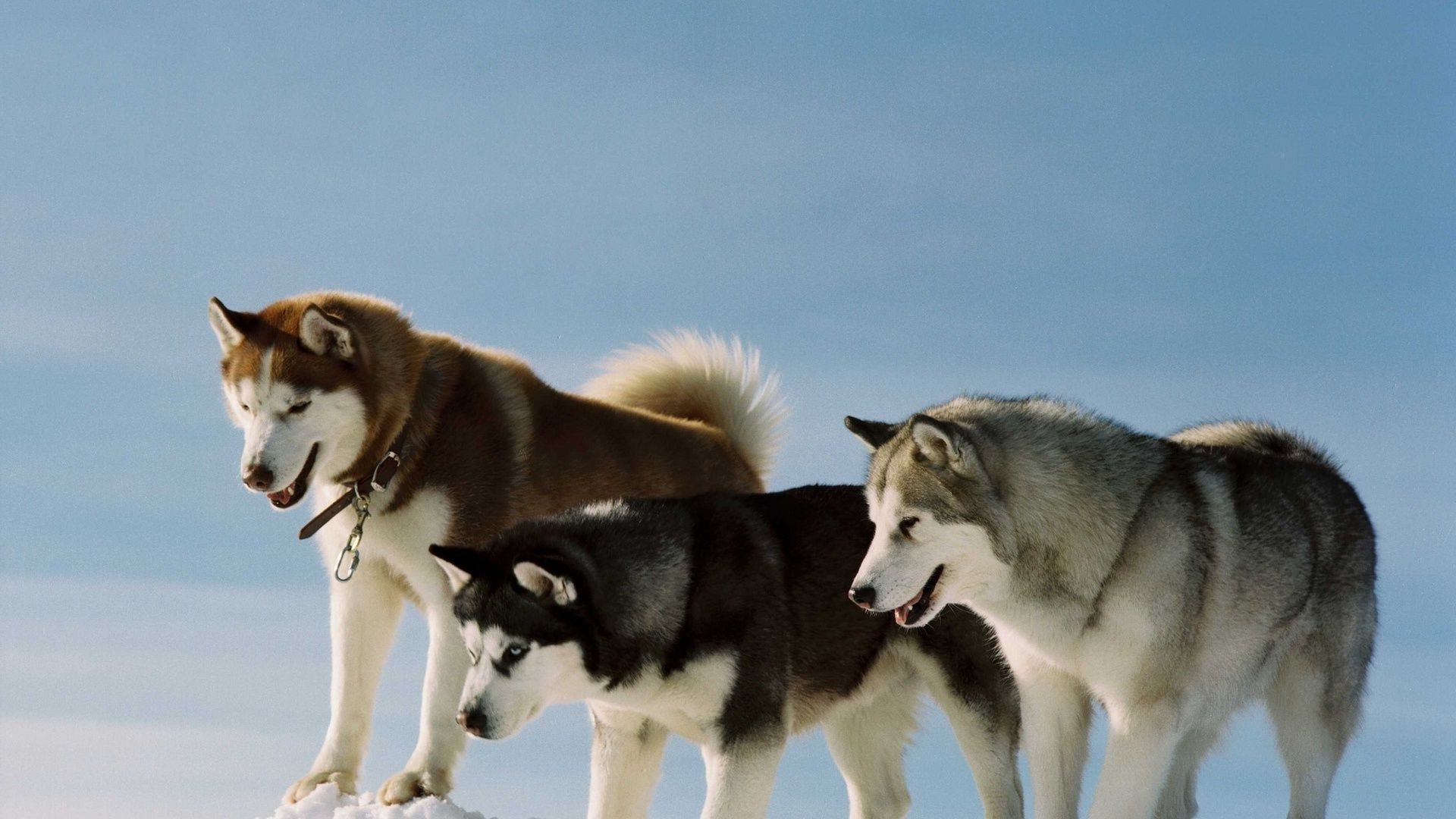 chien chien mammifère canin loup givré traîneau animal chien esquimau aperçu portrait mignon esquimau hiver deux fourrure neige animal de compagnie polaire oeil