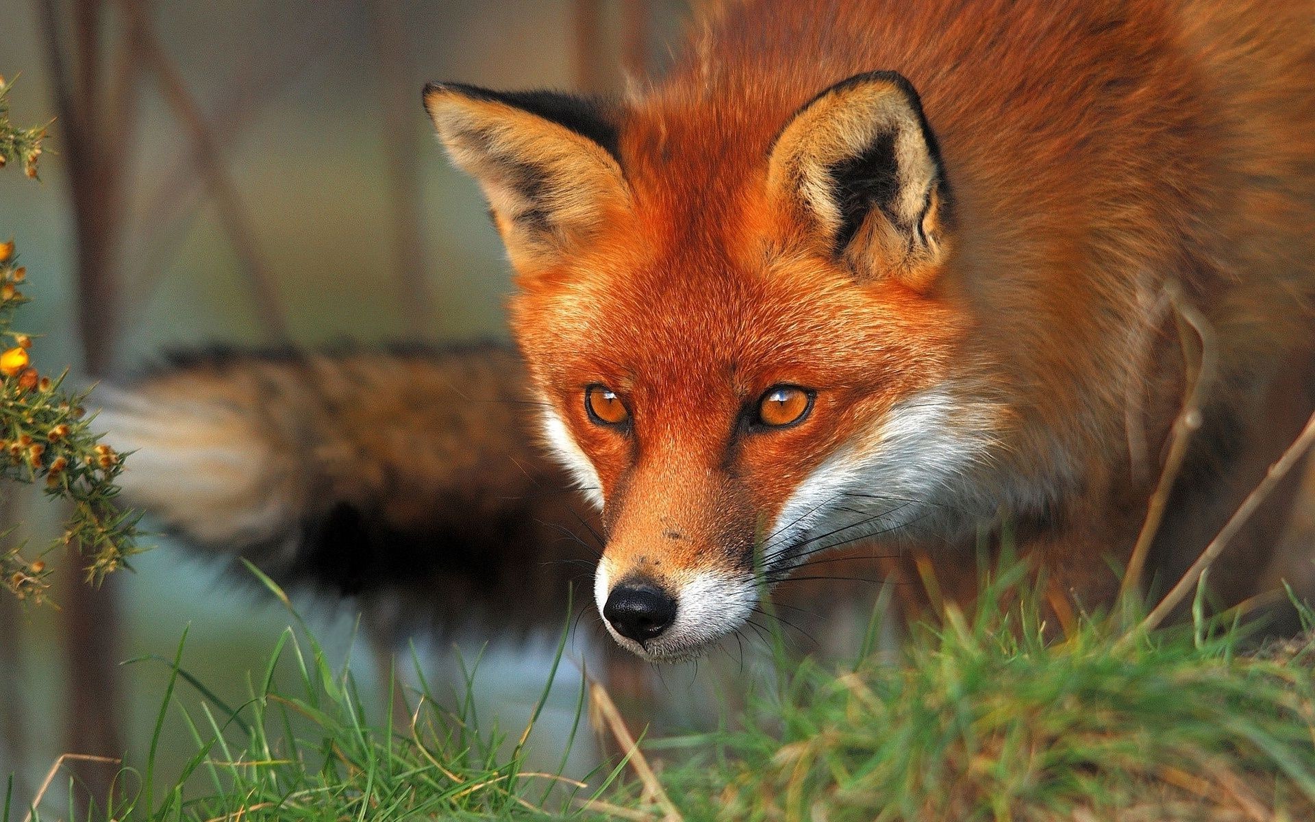 lisy ssak zwierzę dzikie natura słodkie futro dziki trawa