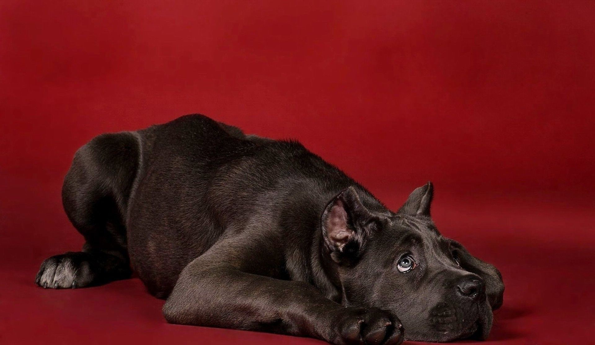 köpekler köpek memeli köpek eğitmeni evde beslenen hayvan portre köpek yavrusu sevimli hayvan stüdyo yerli bir cins safkan sit