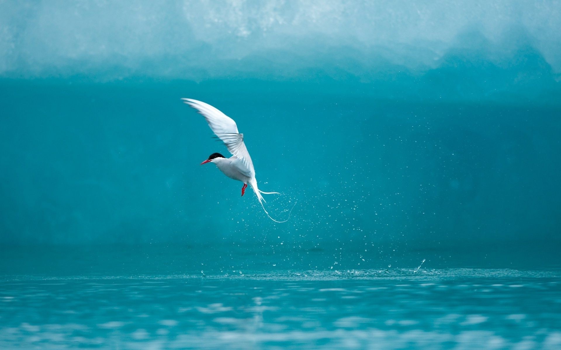 animaux eau mer océan oiseau nature mouettes plage à l extérieur la faune ciel été soleil