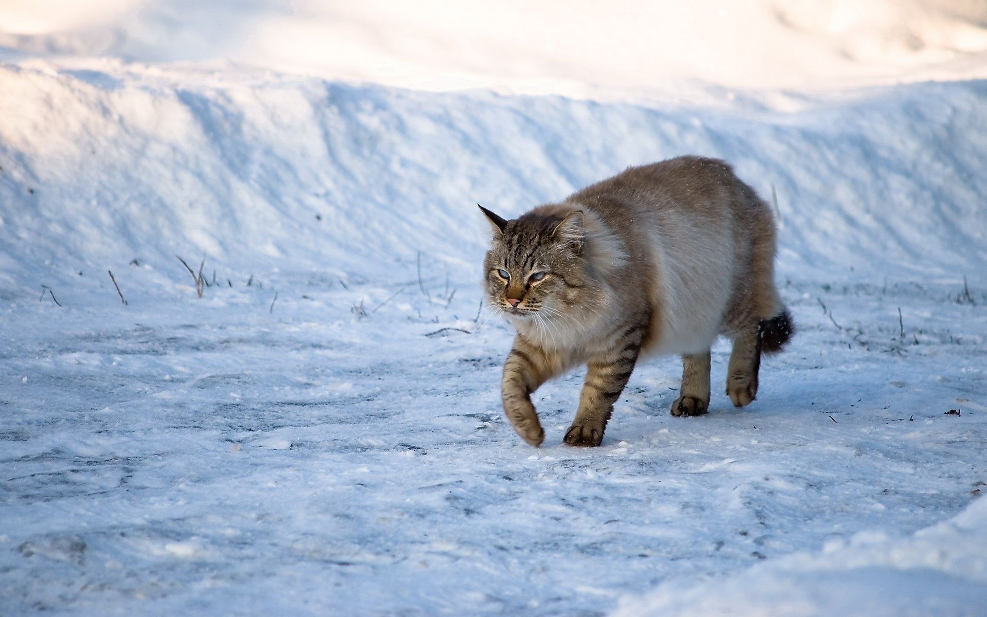 animals snow winter cold ice frosty outdoors nature mammal frozen frost cat