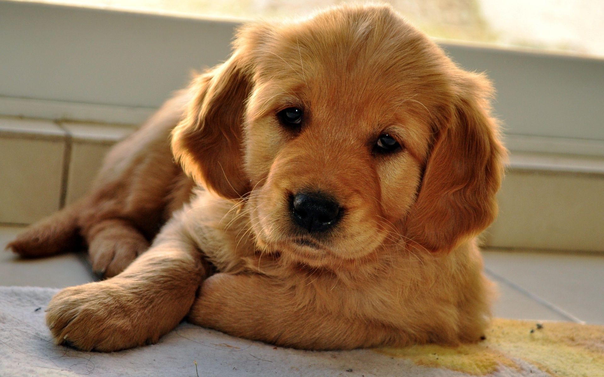 perros perro mascota cachorro lindo perro retriever mamífero retrato doméstico pequeño animal pelaje golden retriever sentarse raza adorable ver