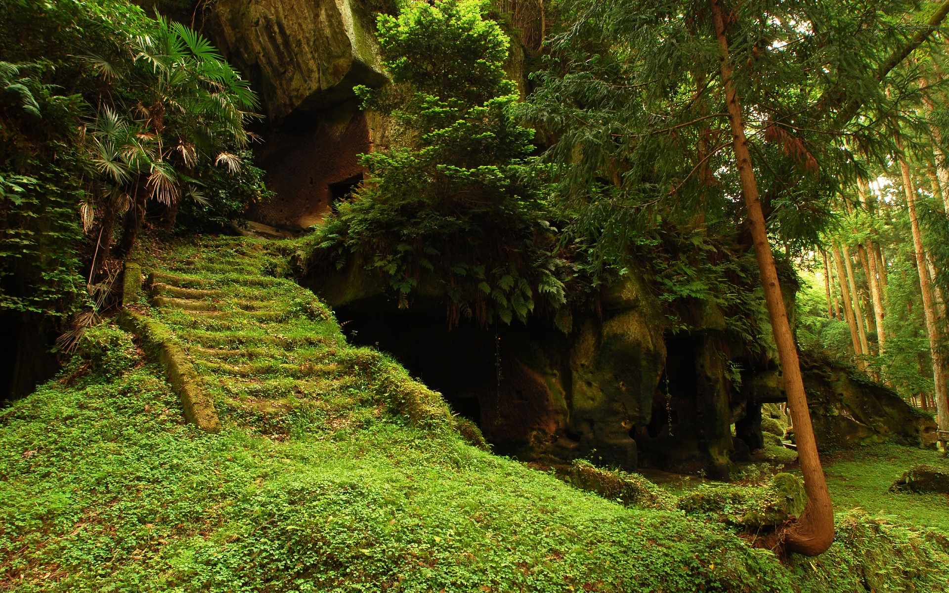 paysage bois arbre nature feuille à l extérieur paysage luxuriante parc voyage forêt tropicale environnement croissance randonnée été lumière du jour guide sentier scénique flore