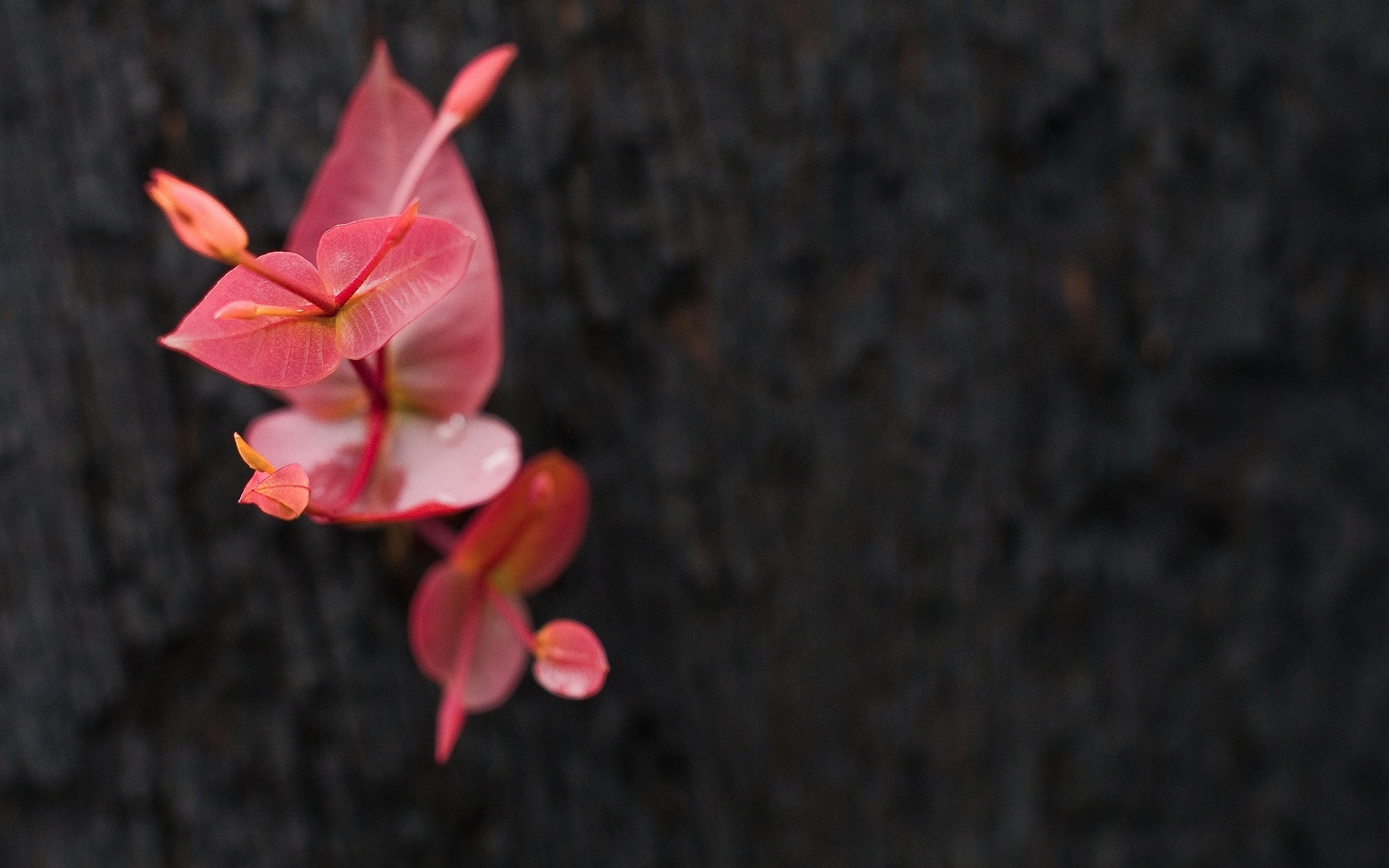 bitkiler çiçek doğa flora yaprak renk masaüstü parlak dekorasyon bahçe güzel yaprakları pembe