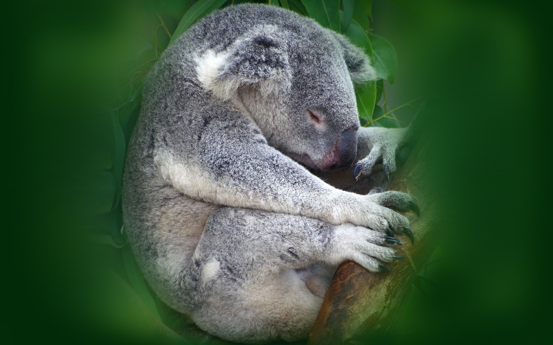 animaux marsupial la faune zoo nature mammifère primat sauvage animal forêt tropicale mignon koala