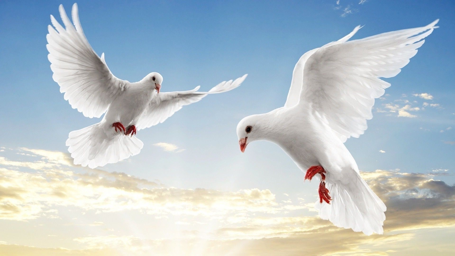 animals bird seagulls nature flight pigeon freedom wildlife wing animal fly sky outdoors feather