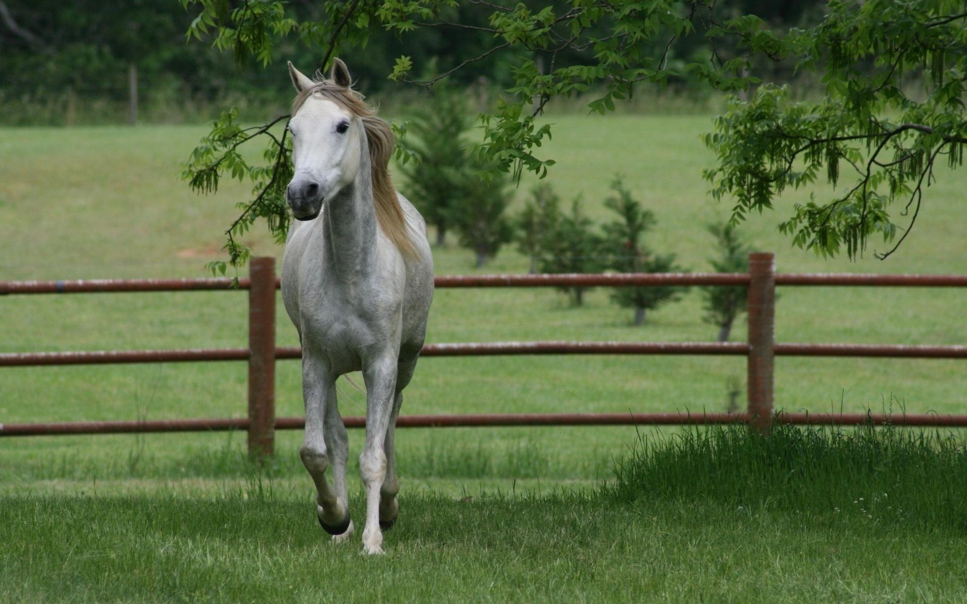 pferd pferd mare säugetier kavallerie gras hengst pferdezucht bauernhof pferd pony zaun paddock feld tier heuhaufen manet des ländlichen weide fohlen