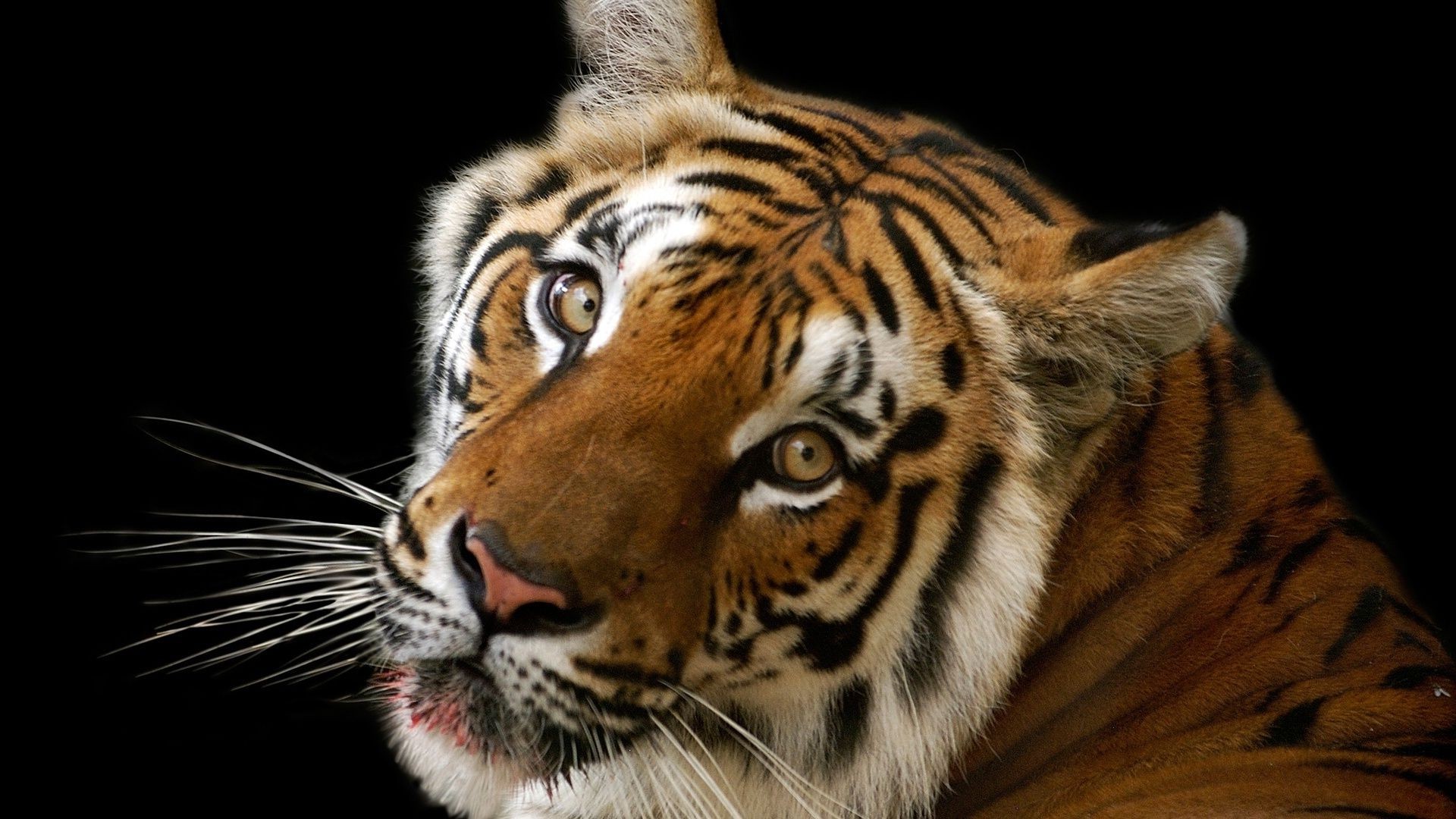 tigres tigre gato vida silvestre mamífero depredador raya siberiano cazador mirando animal zoológico agresión carnívoro selva enojado tigresa tigris piel peligro retrato