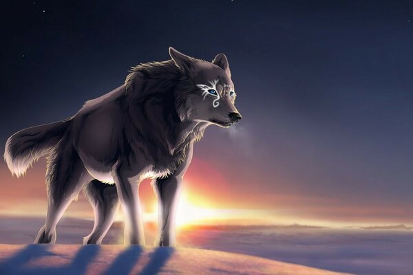 Big gray wolf at sunset