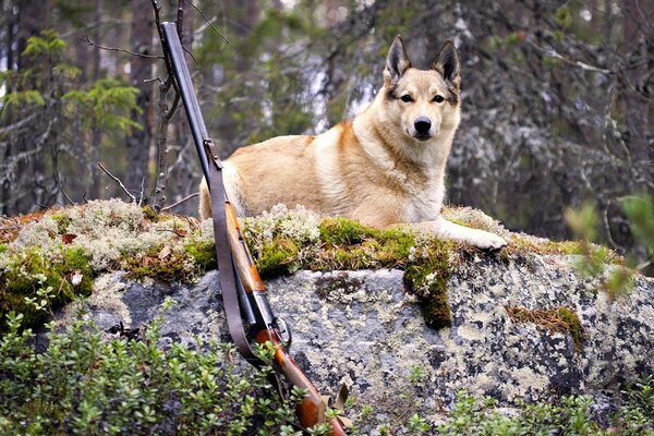 Un perro grande con una escopeta