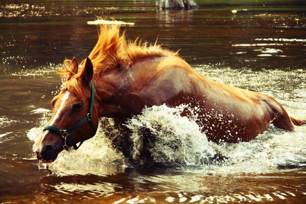 Un caballo cabalga sobre el agua