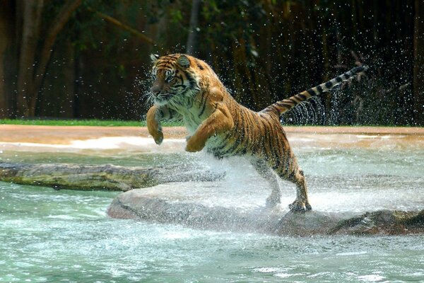 Wildlife with a tiger jumping over the water