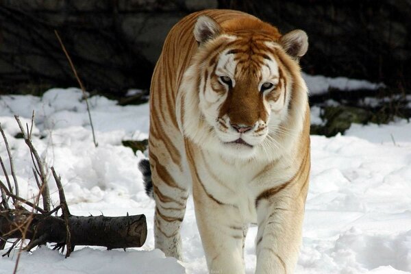 Tigre sulla neve in natura