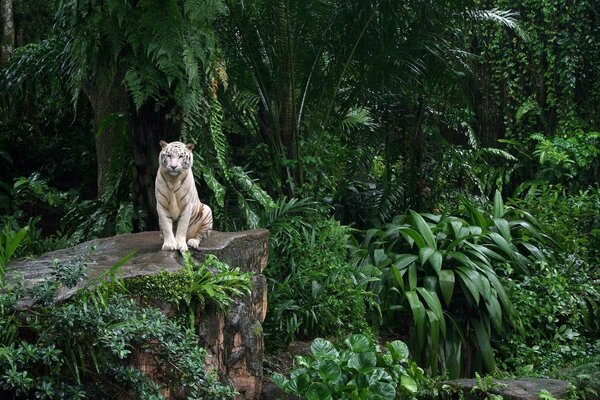 Beautiful white tiger among green trees