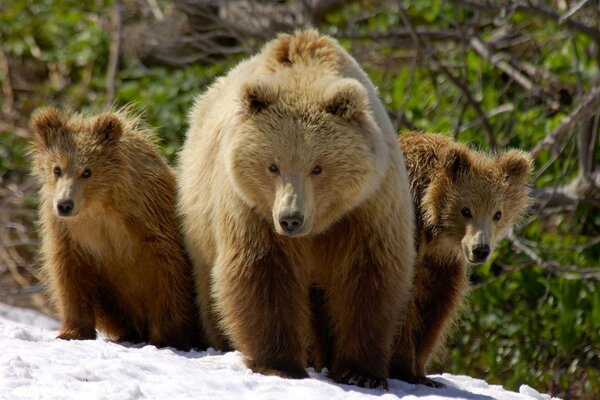 Famille d ours après l hibernation dans la neige