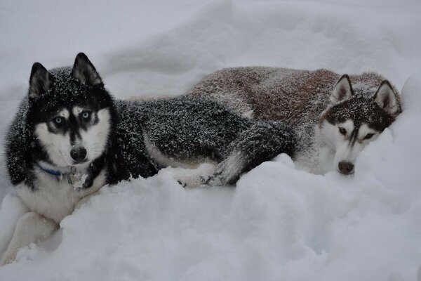 Two dogs are lying in the snow