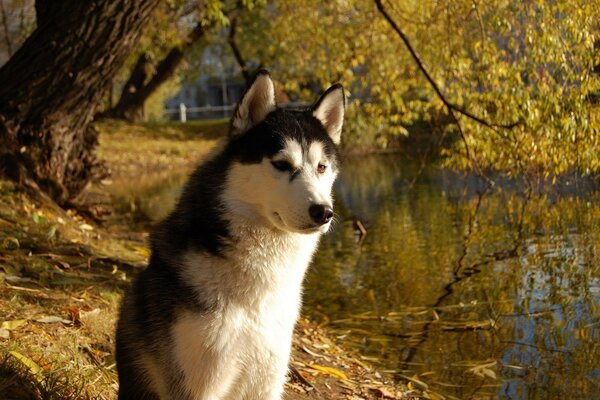 Perro en el parque de otoño junto al lago