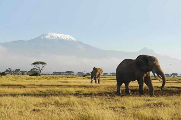 Große Elefanten in der wilden Savanne