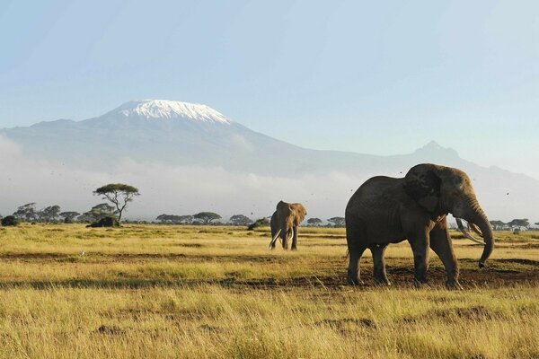 Grands éléphants dans la savane sauvage