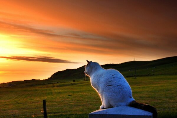 A white cat looks into the distance at the sunset