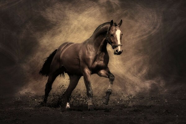 Un caballo marrón golpea el Suelo con sus cascos