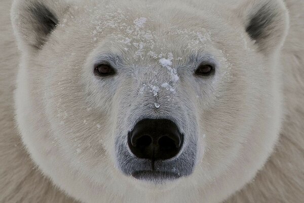 Oso polar en las heladas