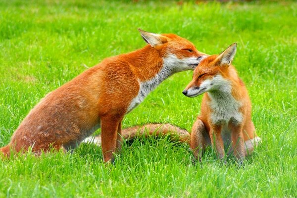 Two foxes on the green grass