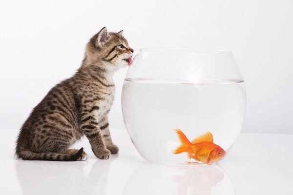 Kitten goldfish aquarium