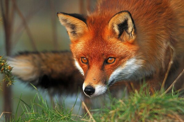 Lika alimentando a los animales de la fauna del zorro