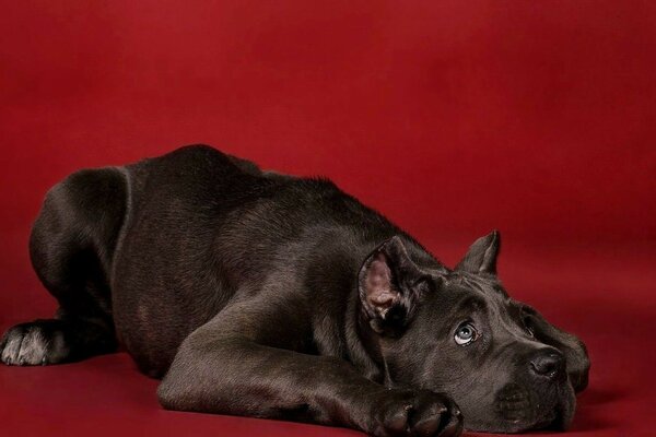 Grand chien noir posant sur le tapis rouge